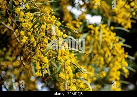 Gros plan de fleurs de hochet jaune éclatantes suspendues à des branches à la lumière chaude du soleil, avec un fond bokeh doux, des feuilles vertes fraîches et des notes de printemps Banque D'Images