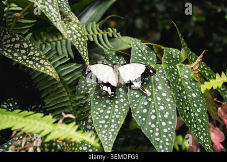 Gros plan d'un papillon blanc avec des bords d'aile noirs reposant sur des feuilles tropicales tachetées et des frondes de fougères, créant un fond vert luxuriant et naturel Banque D'Images