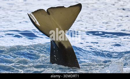 La nageoire d'une orque peut être vu se déplacer dans un bassin d'eau éclaboussant, Orca (Orcinus Orca), baleine, épaulard, spectacle d'orques, Loro Parque, Puerto de la Cru Banque D'Images