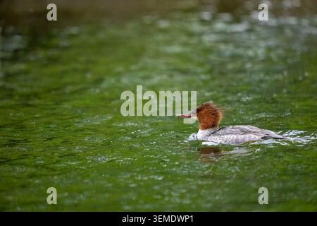 Lake Sammamish State Park, Issaquah, Washington, États-Unis. Femelle Common Merganser nageant dans un lac Banque D'Images