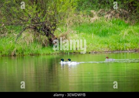 Lake Sammamish State Park, Issaquah, Washington, États-Unis. Homme et femme Common Mergansers nageant dans un lac Banque D'Images