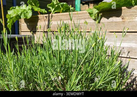 Plante de lavande saine avec bourgeons floraux émergeants poussant dans un récipient à côté de lits surélevés dans un jardin Banque D'Images