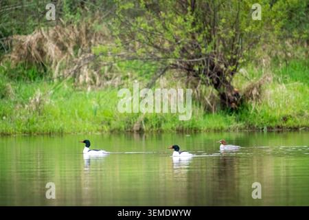 Lake Sammamish State Park, Issaquah, Washington, États-Unis. Homme et femme Common Mergansers nageant dans un lac Banque D'Images