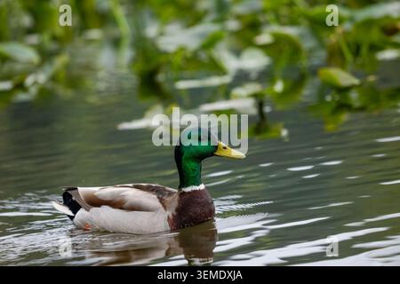 Lake Sammamish State Park, Issaquah, Washington, États-Unis. Mâle Mallard nageant dans un lac Banque D'Images