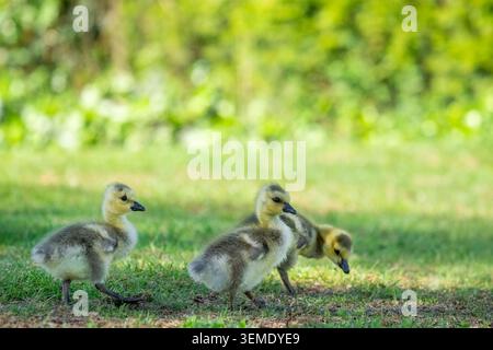 Lake Sammamish State Park, Issaquah, Washington, États-Unis. Bébé bernaches du Canada marchant et cherchant de la nourriture dans l'herbe de la pelouse de quelqu'un. Banque D'Images