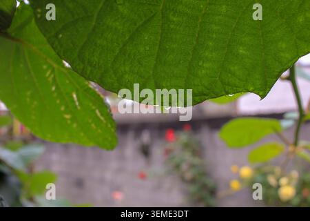 Une photo macro prise sous un angle bas montrant une feuille de vigne de kiwi texturée verte et brune recouverte de gouttelettes d'eau de pluie claires contre un ciel couvert lumineux. Banque D'Images