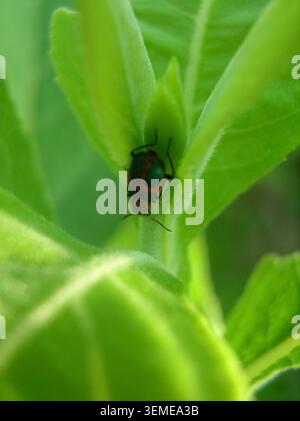 Gros plan macro d'un petit coléoptère vert foncé rayé rouge reposant au centre d'un feuillage vert émergent frais. Banque D'Images