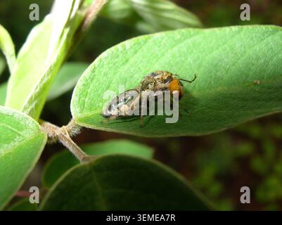 Vue de côté macro d'une araignée sauteuse prédatrice (Salticidae) tenant une petite proie d'insecte orange sur une feuille verte vibrante Banque D'Images