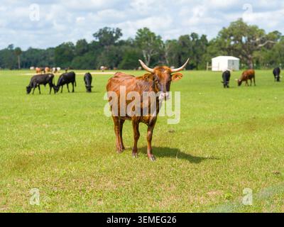Bûcher à cornes brun debout sur un champ d'herbe de pâturage vert regardant directement la caméra avec un troupeau de bétail en pâturage en arrière-plan. Banque D'Images