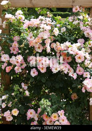Gros plan de la rose grimpante Hulthemia Hybrid persica rosa patricia boe avec deux couleurs principales et un centre sombre. Banque D'Images