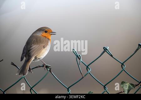 Robin chantant d'un perchoir sur une vieille clôture à maillons de chaîne. Banque D'Images