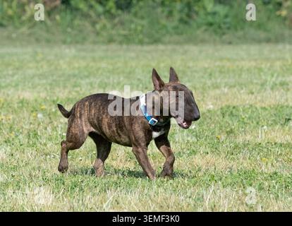 formation miniature bull terrier pour la compétition d'obéissance Banque D'Images