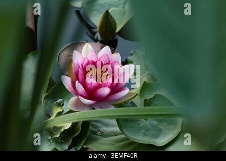 Fleur de nénuphar rose nymphaea fleurissant sur la surface d'un étang gros plan détaillé macro plan de bourgeon de plante de lotus aquatique avec feuille flottante verte ronde Banque D'Images