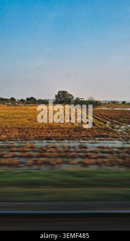 Vue d'un train en mouvement met en valeur une vaste rizière dans la campagne de Cirebon, Java Ouest, Indonésie. Le premier plan affiche un vert flou et un b. Banque D'Images
