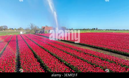 Champ de tulipes rouges fleuri avec arroseur d'irrigation dans le paysage rural en Europe Banque D'Images