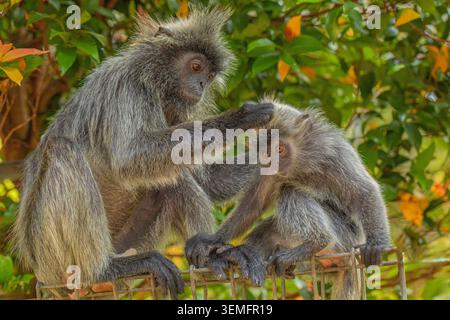 Portrait de langur gris touffeté Semnopithecus priam, également connu sous le nom de langur gris Madras, et langur sacré Coromandel. singe gris drôle shaggy vivant fr Banque D'Images