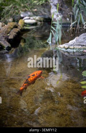 Carpe koi orange nageant dans un étang ornemental clair dans un jardin, Italie Banque D'Images
