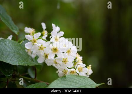 gouttelettes d'eau sur une fleur de cerisier blanc sur un fond vert vide Banque D'Images