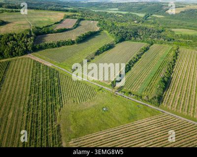 Vue aérienne montrant des rangées vertes de vignes et de terres agricoles pendant la journée Banque D'Images