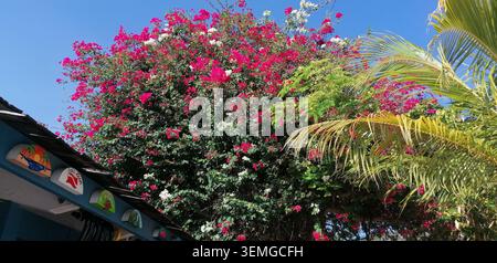 Bougainvilliers colorés et palmiers dans un jardin tropical sur Curaçao sous un ciel bleu vif des Caraïbes. Banque D'Images
