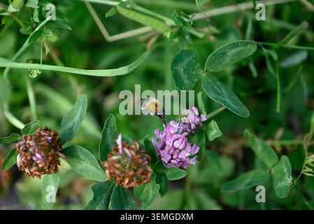 Bourdon sur fleur violette. Bourdon unique sur fleur de trèfle. Insecte Bombus collectant le pollen sur la fleur de Trifolium. Banque D'Images