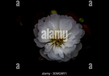 Une fleur de portulaca blanche (Portulaca grandiflora) en faible luminosité sur un fond sombre, macro artistique, Arkansas, États-Unis. Banque D'Images