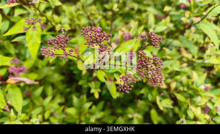 Petits bourgeons roses d'un arbuste spirea. Délicats bourgeons roses d'une spirée japonaise, se préparant à fleurir. Banque D'Images