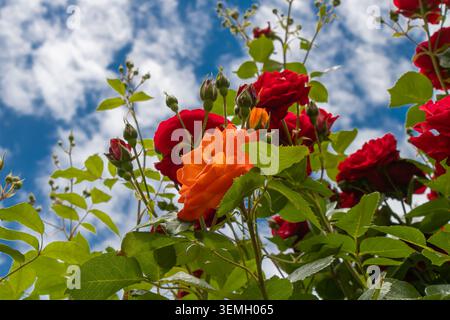 Vue en bas angle de roses orange et rouges éclatantes avec un feuillage vert frais sur un ciel bleu spectaculaire avec des nuages. Banque D'Images