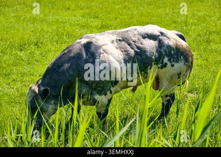 Nederhorst Den Berg, pays-Bas - 24 mai 2026 : un taureau bleu belge, connu pour son extrême muscularité et sa viande bovine de haute qualité, incarnant le f Banque D'Images
