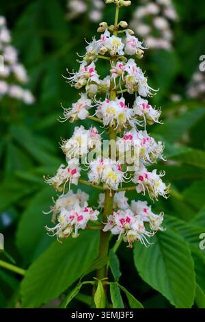 Fleur de châtaignier d'Europe (Aesculus hippocastanum) Banque D'Images