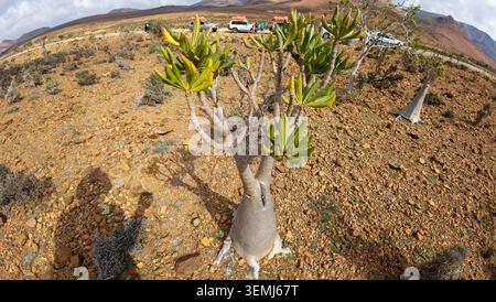 Plante du désert avec un tronc épais et des feuilles vertes poussant sur un sol sec rocheux dans un paysage de montagne, photographiée avec une lentille grand angle sous un ciel nuageux. Banque D'Images