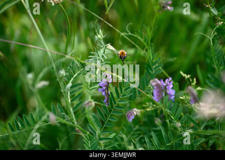 Bourdon sur fleur violette. Bourdon unique sur fleur violwt. Insecte Bombus collectant le pollen sur la fleur avec la fleur violette. Banque D'Images