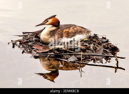Great Crested Grebe en plumage d'élevage nichant sur un radeau flottant de roseaux, son reflet reflété dans les eaux calmes. Banque D'Images