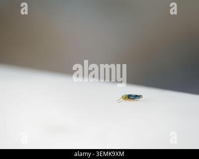 Plan macro minimaliste d'un petit insecte sur une surface claire avec un fond flou en France. Banque D'Images