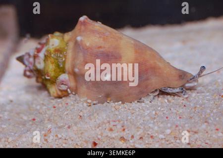 Reine Conque sur le sable - Strombus gigas Banque D'Images