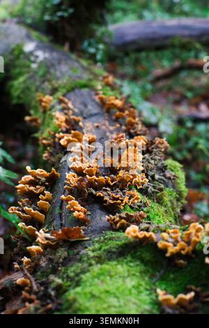 Champignons de plateau orange poussant sur un tronc d'arbre moussue tombé dans la forêt tropicale tempérée de Valdivian, Chili. Banque D'Images