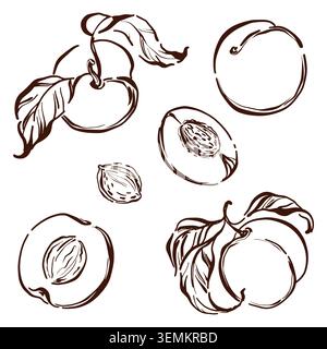 Abricots fruit vecteur illustration graphique dessinée à la main. Ensemble d'éléments d'art de ligne d'aliments biologiques frais avec feuille, tranche et moitié. Parfait pour l'agriculture marque Illustration de Vecteur