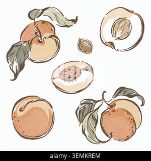 Collection de dessin de contour de fruit de pierre de pêche. Gravure linéaire style d'esquisse isolé sur blanc. Idéal pour l'emballage de produits sains, nutriti végétarien Illustration de Vecteur