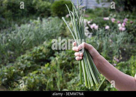 Contient un bouquet d'oignons de printemps fraîchement cueillis dans un jardin fleuri rempli de diverses plantes et fleurs au printemps Banque D'Images