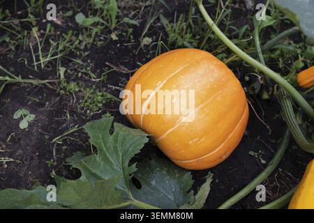Récoltez des citrouilles orange biologiques fraîches sur de l'herbe verte près du lit de fleurs avec des soucis lumineux dans le potager les jours ensoleillés d'automne. Joyeux merci Banque D'Images
