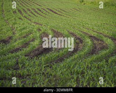 Un vaste champ de maïs avec des rangées égales de jeunes plants, Weseke, Muensterland, Rhénanie du Nord-Westphalie, Allemagne Banque D'Images
