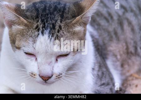 Chat tabby domestique se reposant tranquillement avec les yeux à moitié fermés montrant une texture de fourrure détaillée et une expression calme dans un portrait d'animal en gros plan Banque D'Images