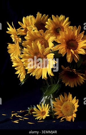 Bouquet de tournesol dans un pot. Nature morte d'un bouquet de tournesols Banque D'Images