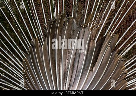 Gros plan du dos d'un paon indien mâle (Pavo cristatus) plumes d'éventail de queue au Costa Rica. Banque D'Images
