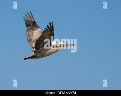 Le pélican brun (Pelecanus occidentalis) volant dans un ciel bleu, Galveston, Texas, USA Banque D'Images