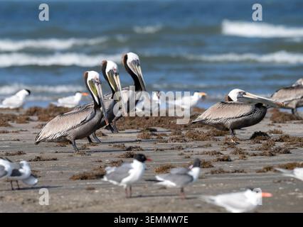 Le troupeau de pélican californien brun (Pelecanus occidentalis) se repose sur une plage, Galveston, Texas, États-Unis Banque D'Images