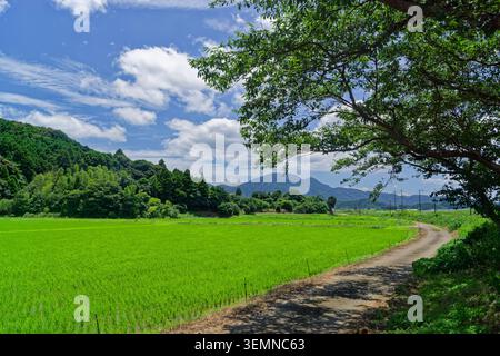 Champs de riz vert vif à côté d'une route de campagne étroite avec des montagnes et des arbres dans le Japon rural. Banque D'Images