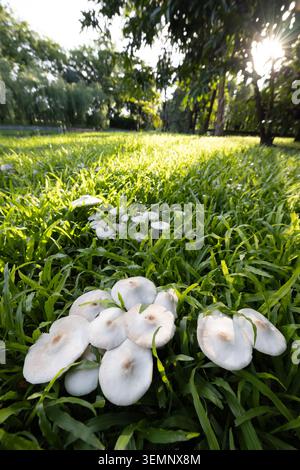 Une vue d'insecte de champignons sauvages non identifiés poussant sur une pelouse verte en saison humide, le soleil brille en arrière-plan. Samut Prakan, Thaïlande. Banque D'Images