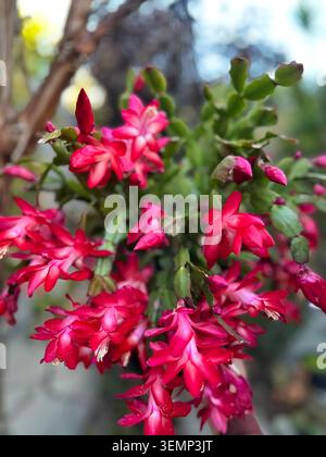 Gros plan fleurs de Noël Cactus Schlumbergera Truncata fleurs roses à Perth, Australie. Banque D'Images