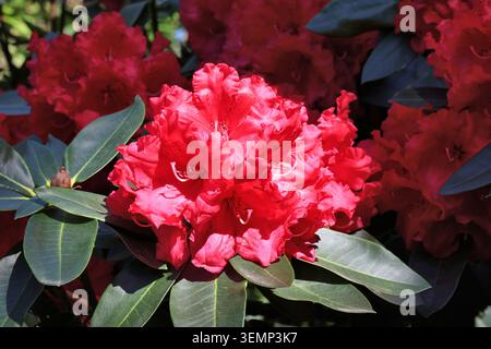 Rhododendron 'Prix Markeeta'. Gros plan sur un groupe de fleurs rouge cramoisi écarlate vif Banque D'Images